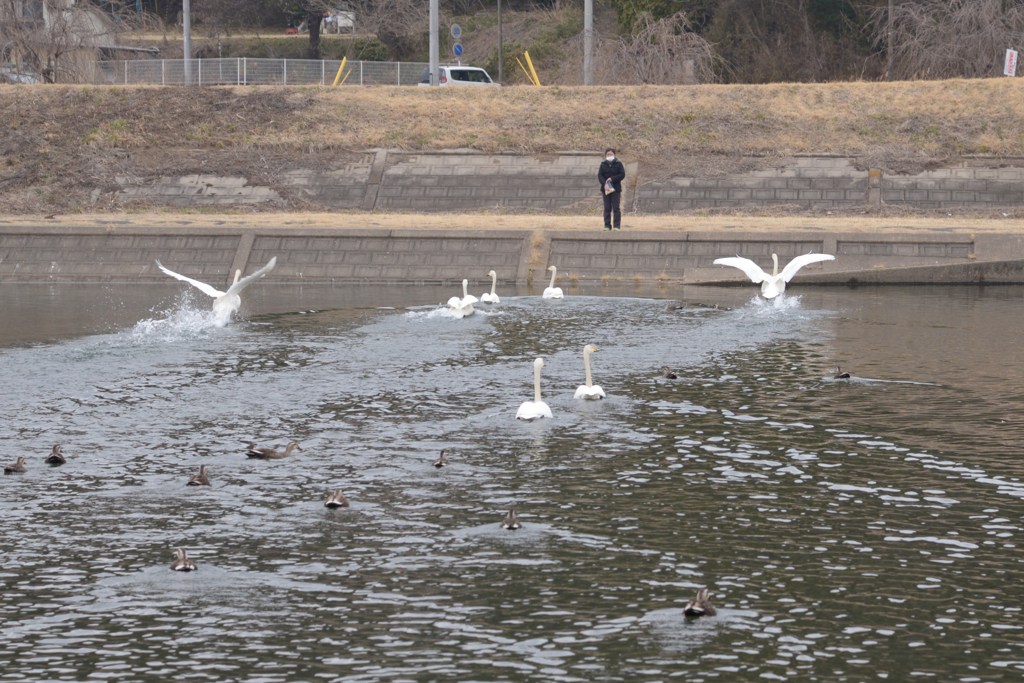 緊張感のない野生の鳥たち