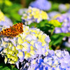 紫陽花と蝶