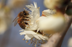 bee