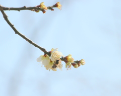 集めて集めて