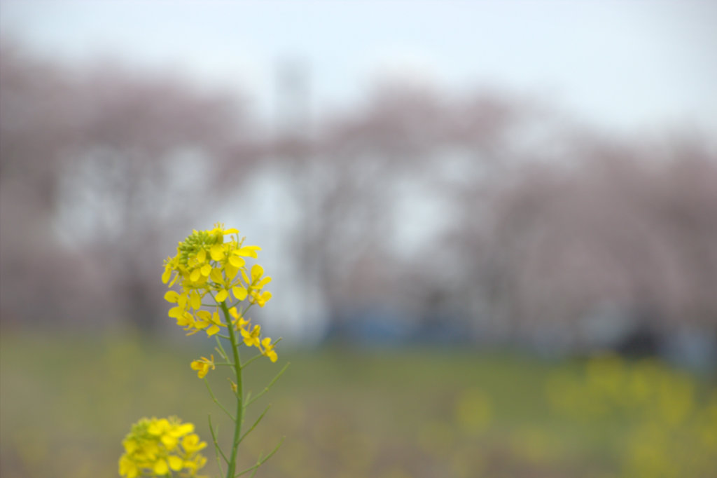 菜の花