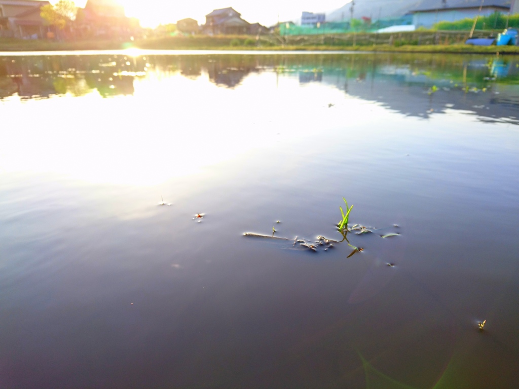 陽を浴びて