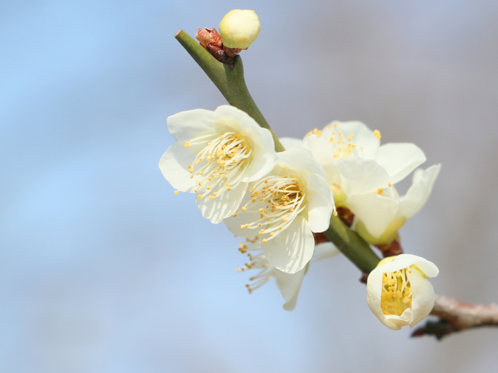 はかなくしとやかに