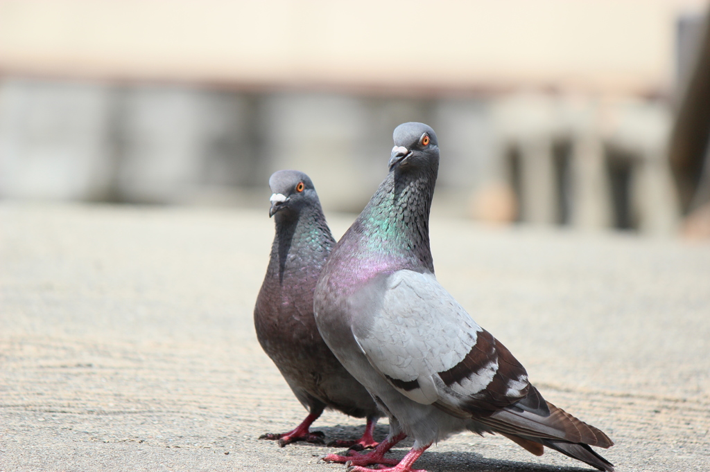 鳩の夫婦
