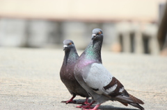 鳩の夫婦