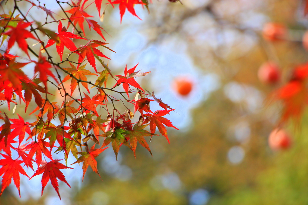 楓と柿～秋の風物詩～