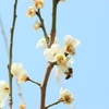 春を探して