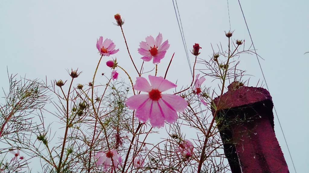 雨の秋桜