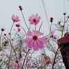 雨の秋桜