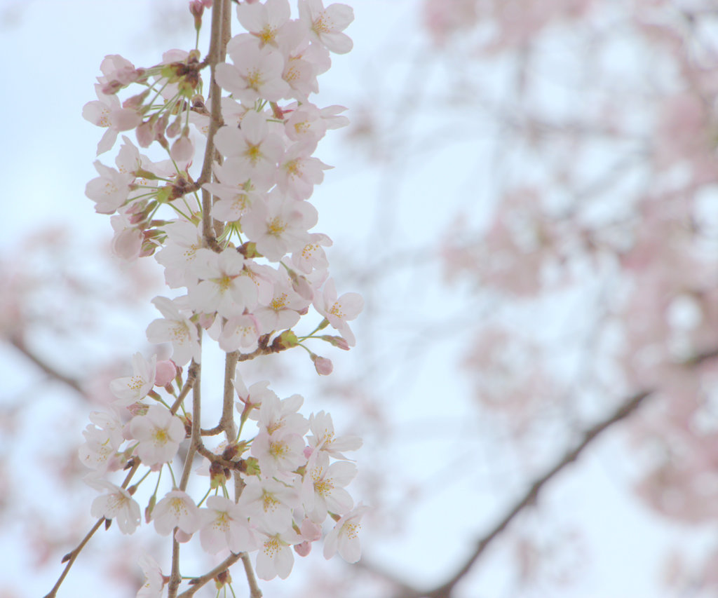 桜ライン