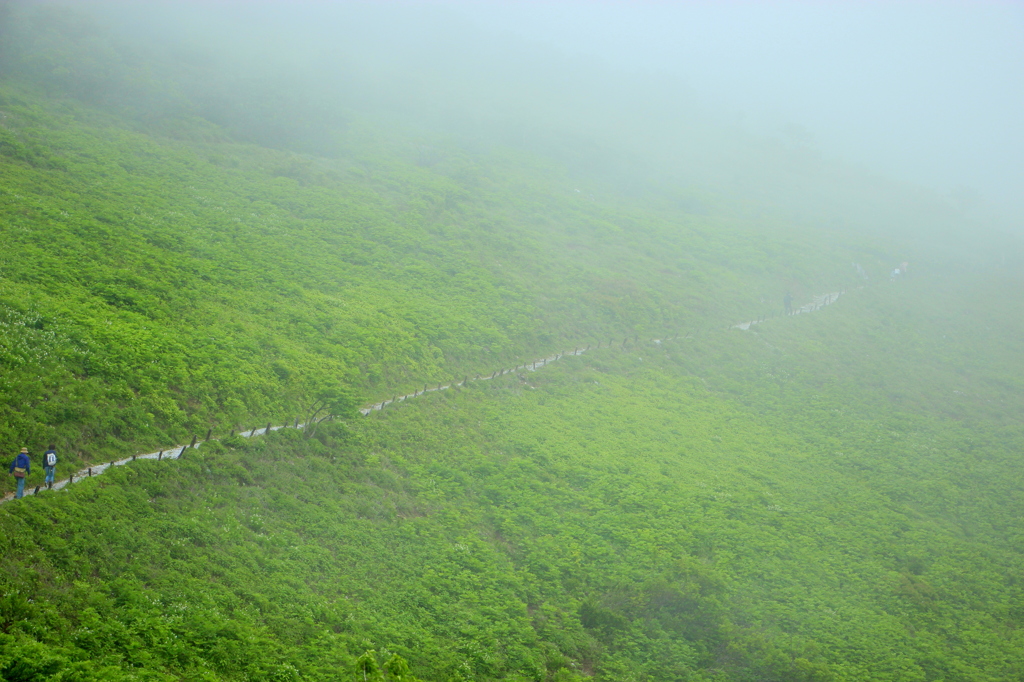 Fog