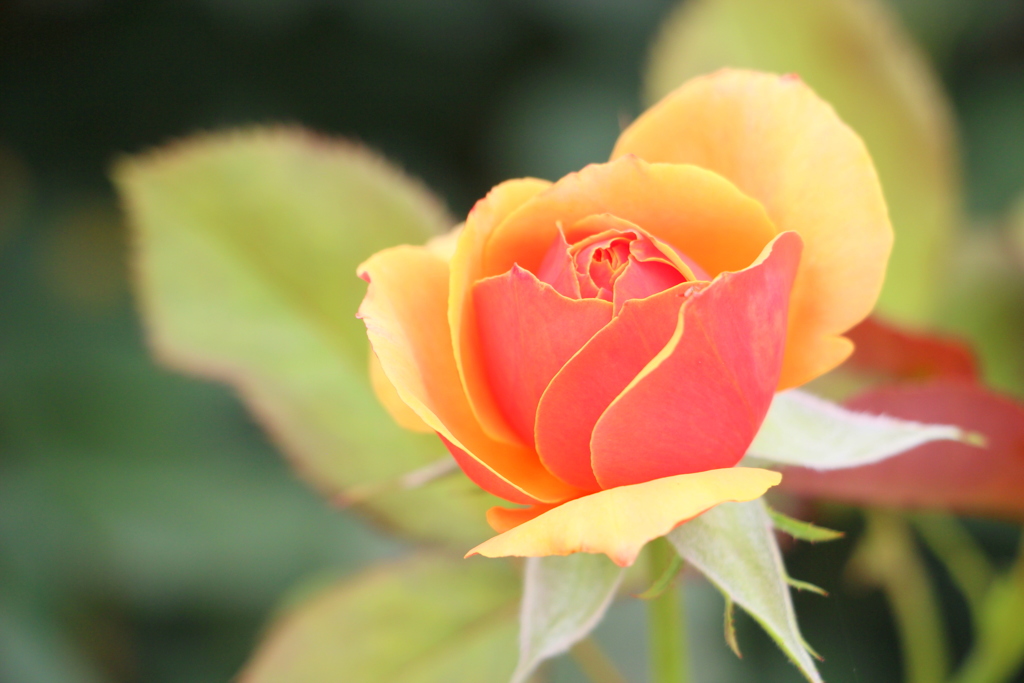 薔薇