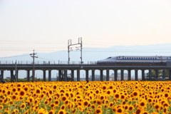 夏を駆け抜ける