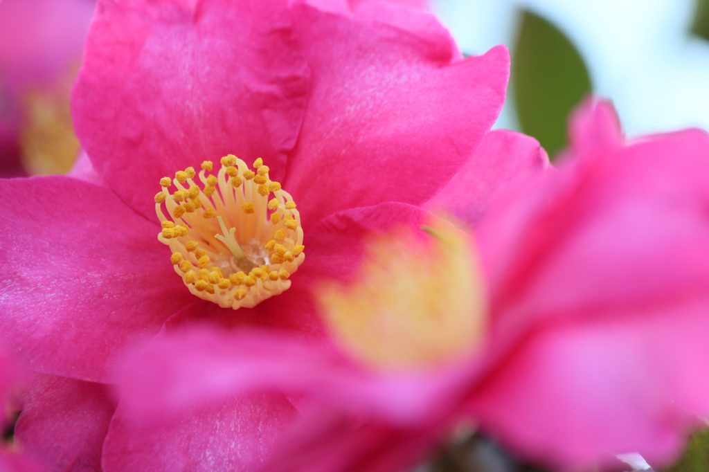 しっとりと山茶花