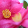 しっとりと山茶花