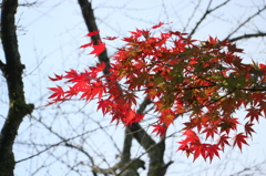 楓と秋冬の空