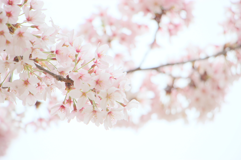 日本美～桜を愛でる～