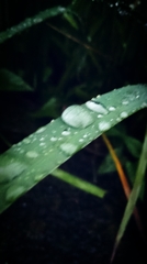 雨粒