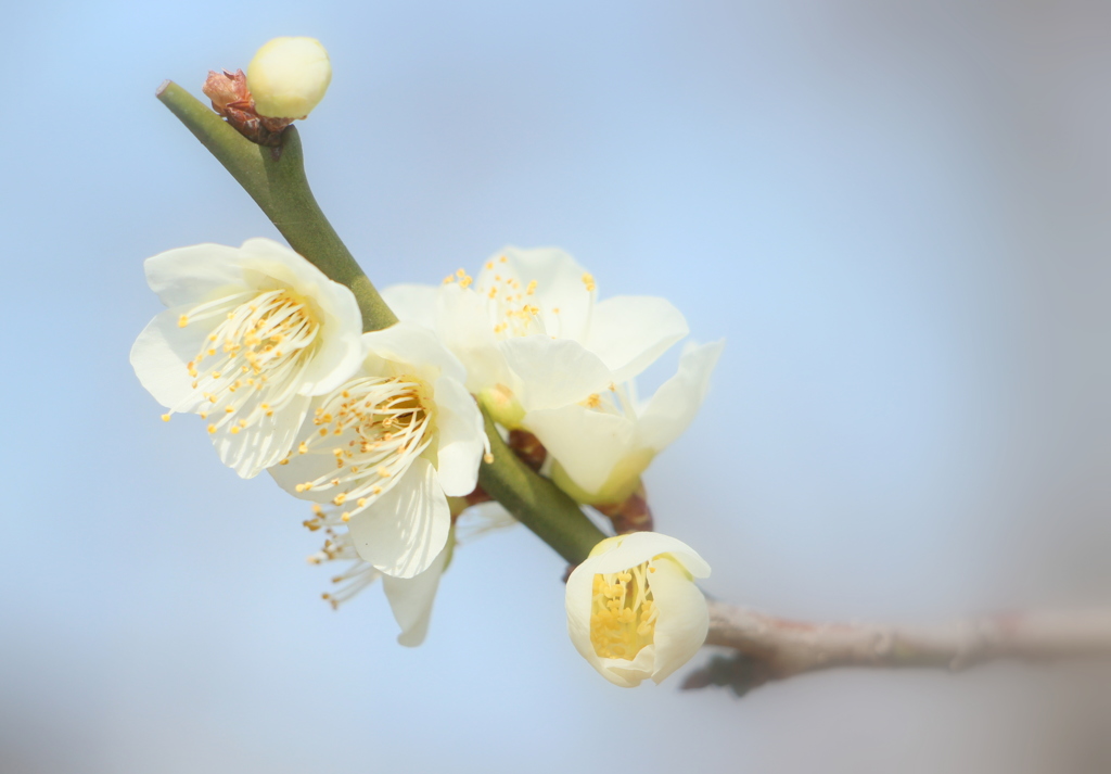 しとやかに・・・