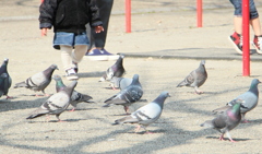 遊び相手がたくさん