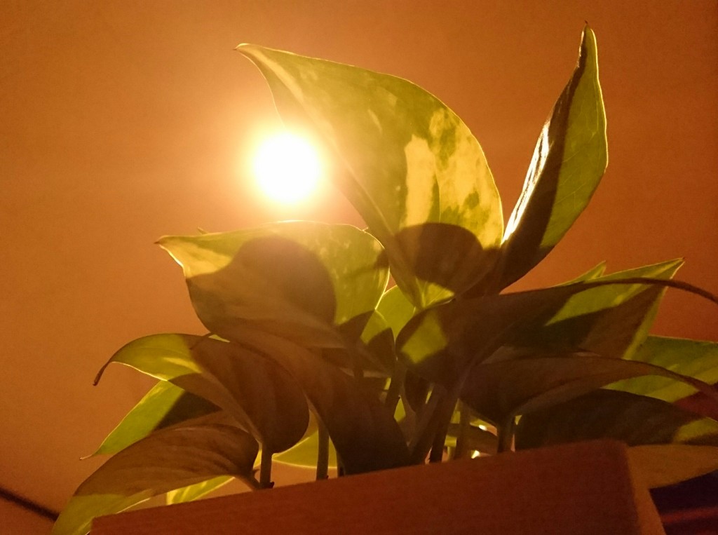 The light
