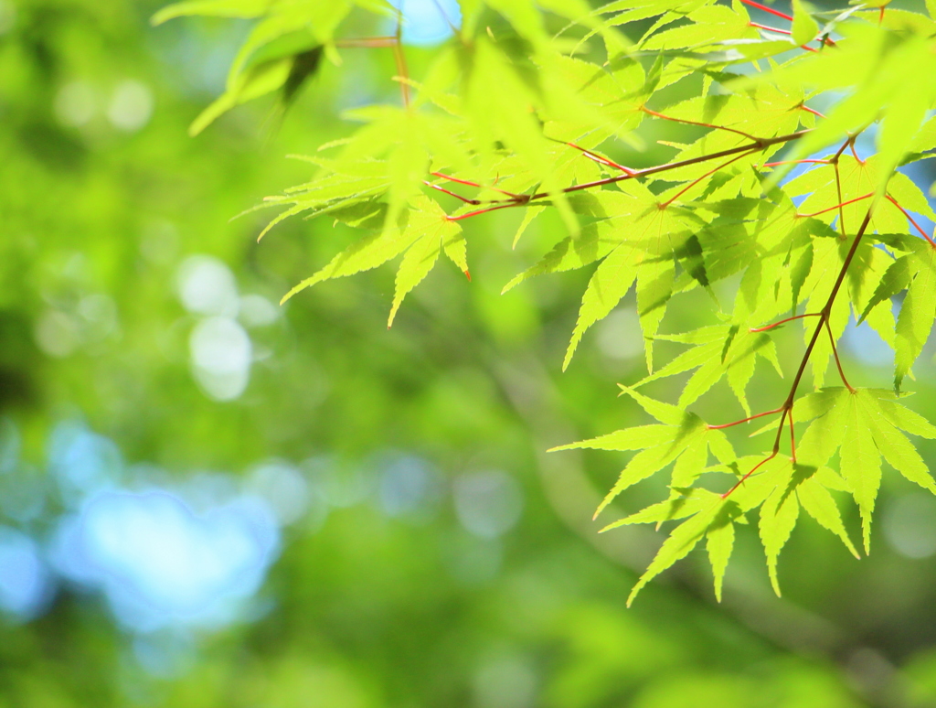 夏の涼