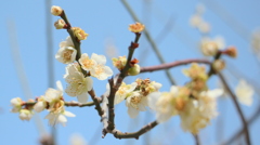白梅
