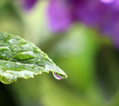 水無月の紫陽花