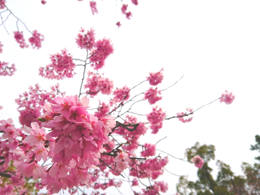 桜