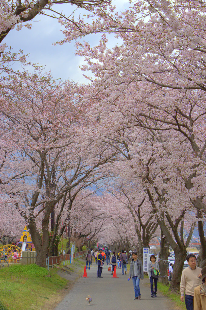 桜並木