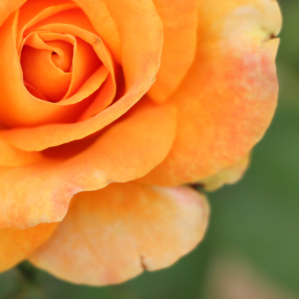 orange