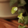 芽吹き