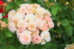 花束