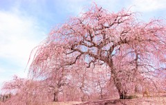 しだれ桜