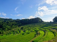 green Japan