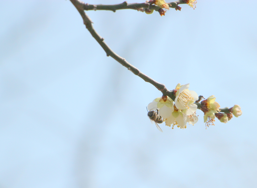 よいしょ、よいしょ