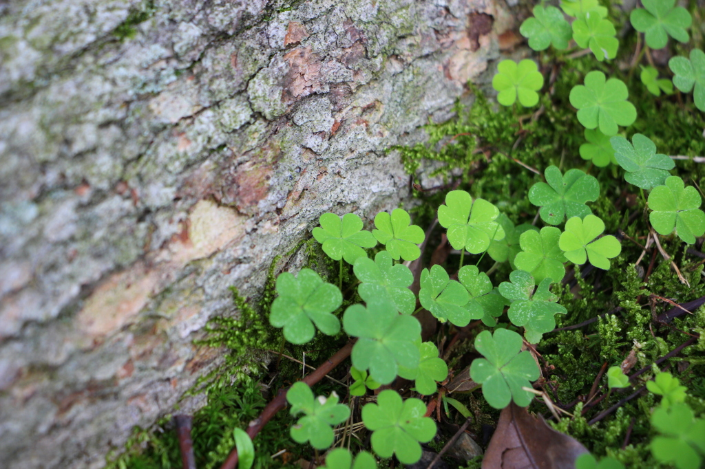 clovers