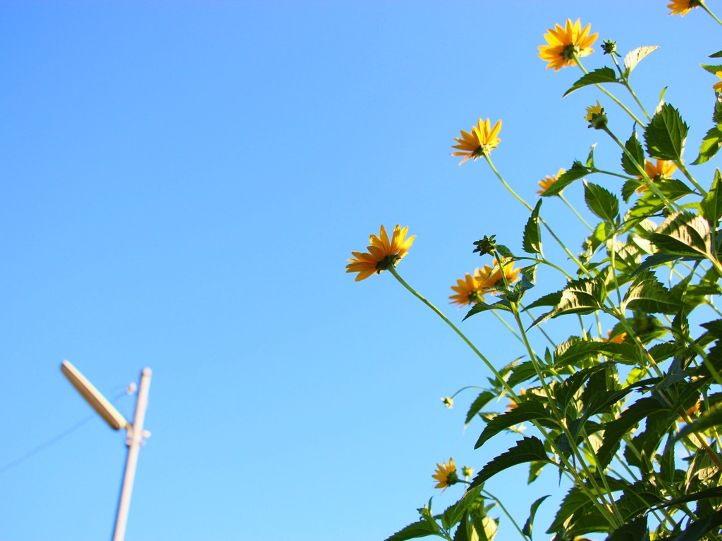 blue yellow