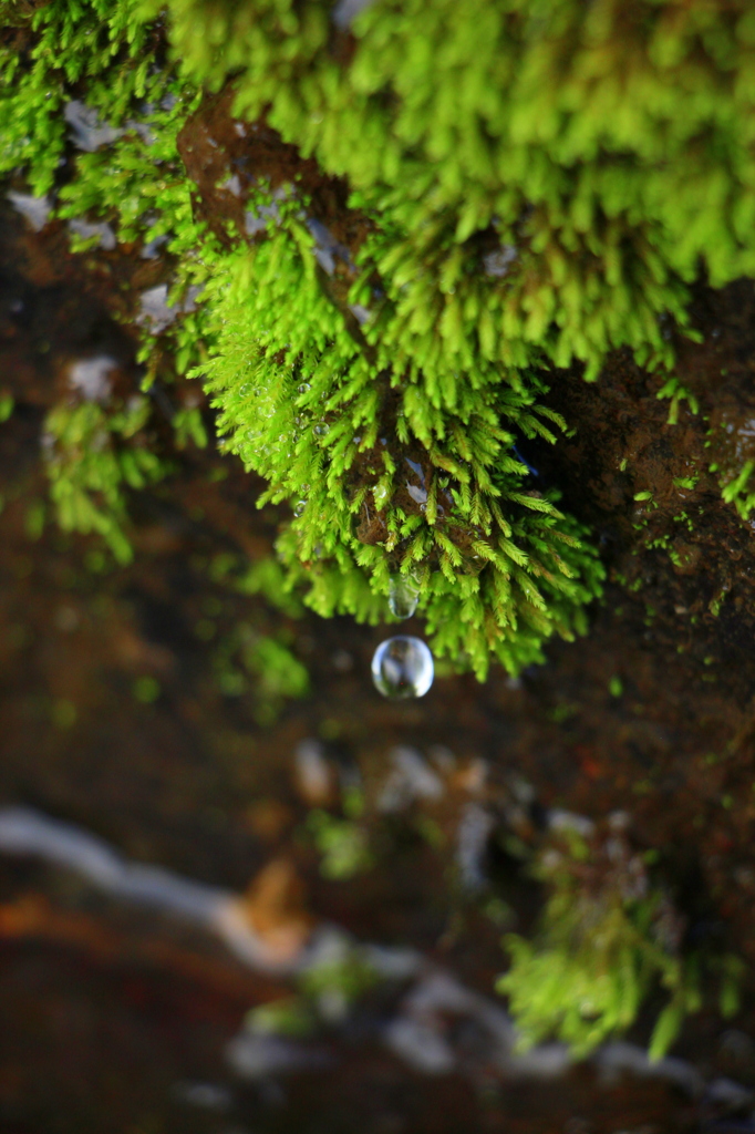 苔と水と時々、滴