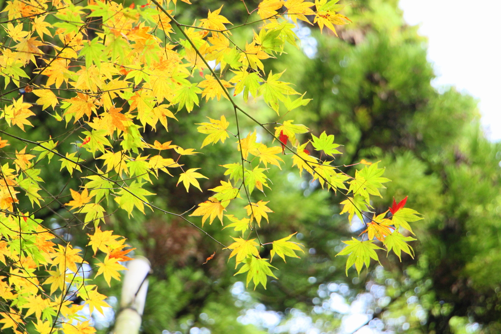 淡紅葉