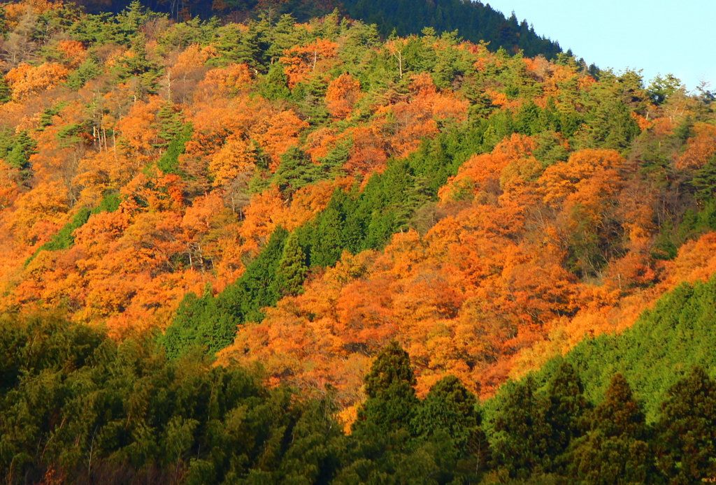 秋山