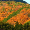 秋山