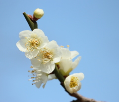 春梅