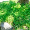 木漏れ日