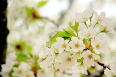 白桜