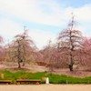 庭園