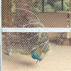 ふわり