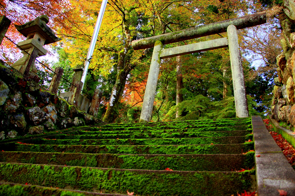 日本美