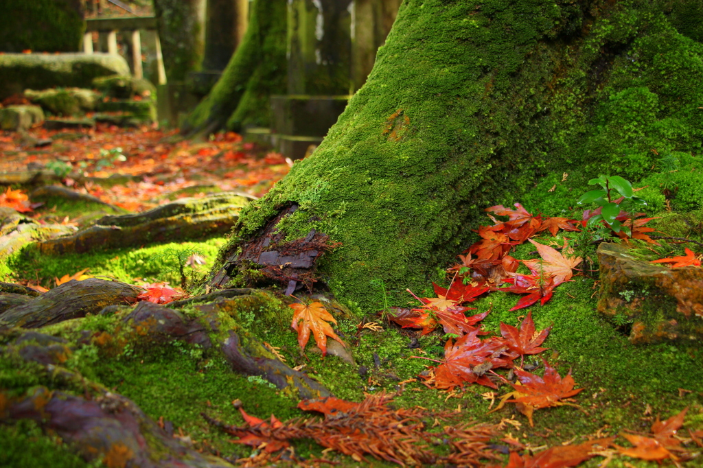 苔と秋～寺院にて～