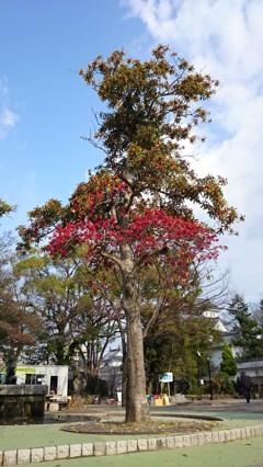 鳥たちへ大地からのプレゼント